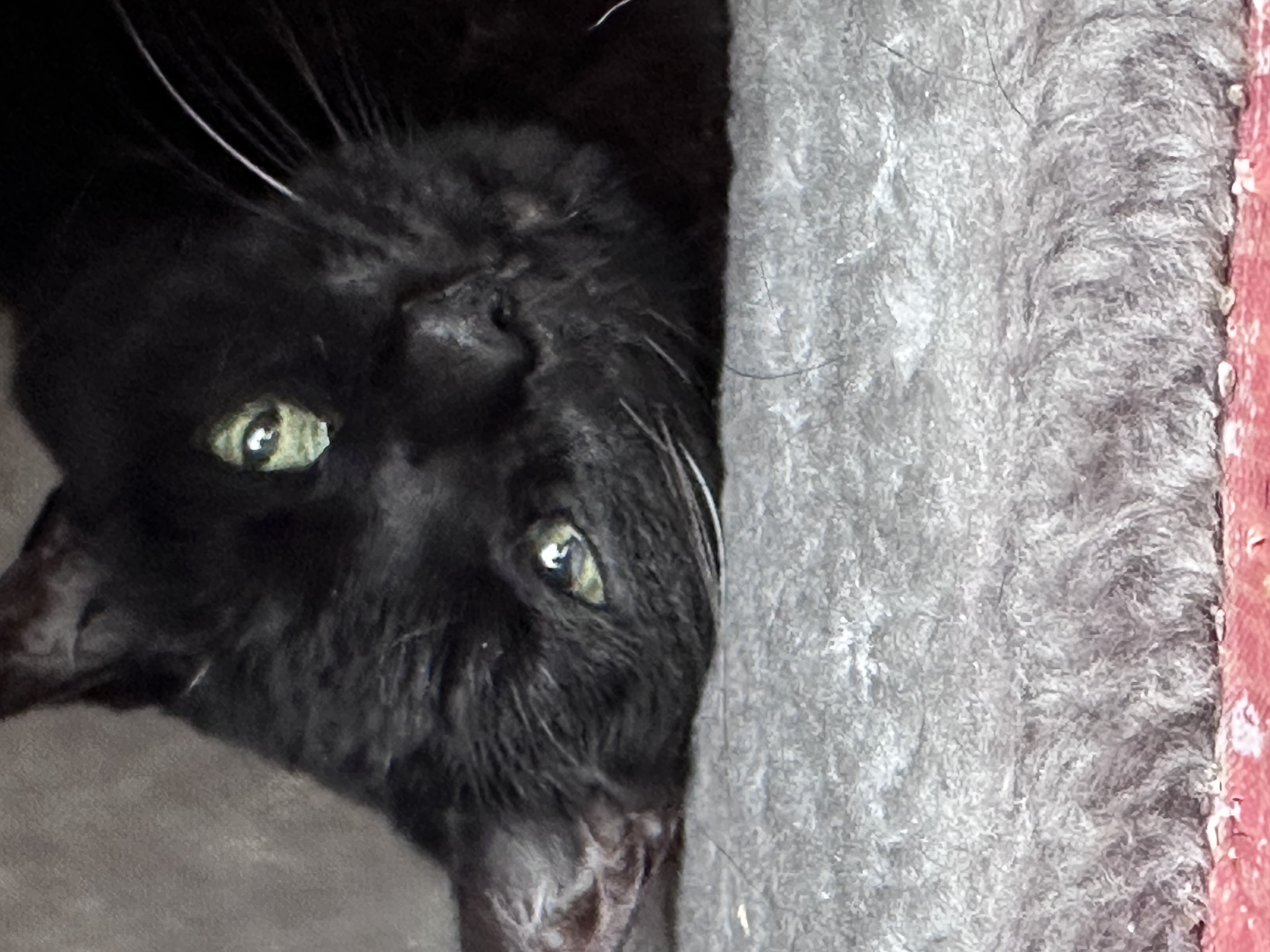 Scarlett Left Bottom